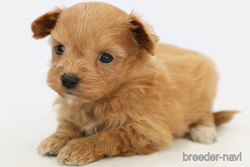 成約済の神奈川県のミックス犬-249844の1枚目